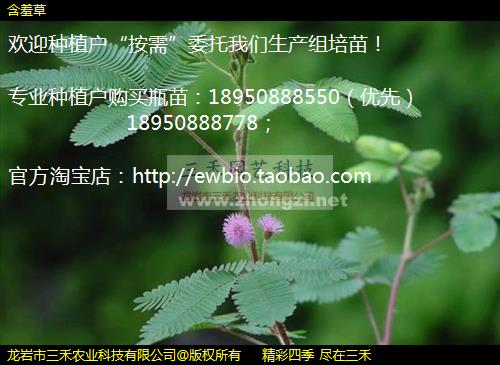 含羞草