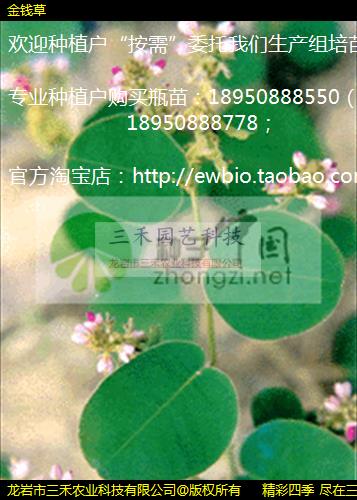 Ǯ 