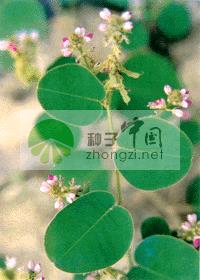 Ǯ 