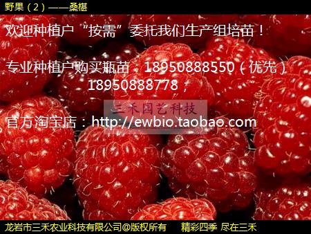 野果（2）——桑椹