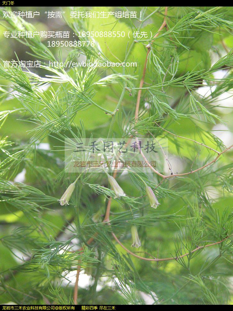 天门冬