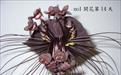 ϻ༼ TACCA  Seedling