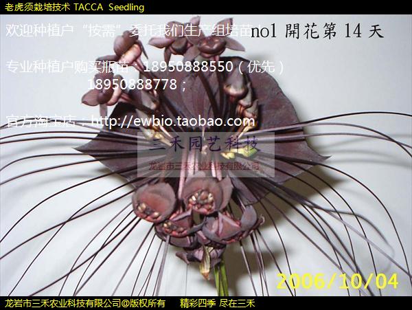 ϻ༼ TACCA  Seedling