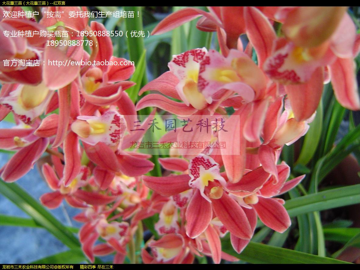 ޥ磨󻨻磩--˫ϲ
