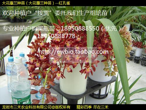 󻨻磨ޥ磩--ȸ
