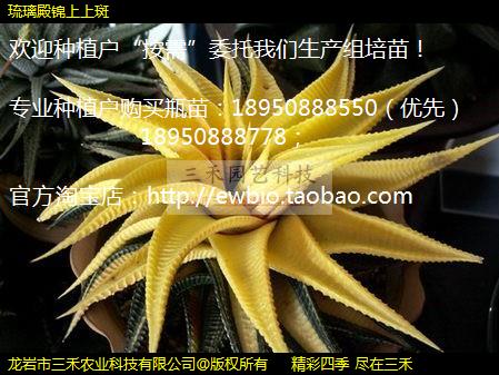 琉璃殿锦上上斑