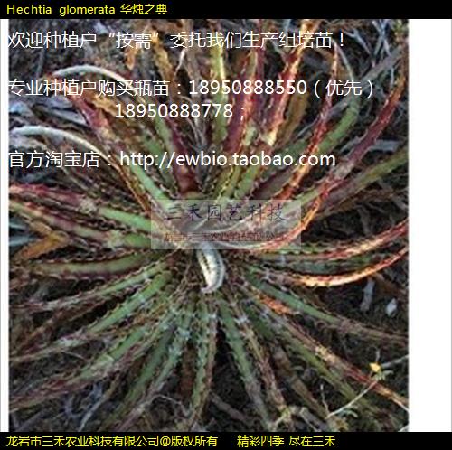 Hechtia glomerata ֮