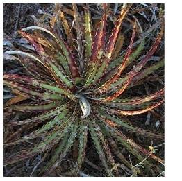 Hechtia glomerata ֮