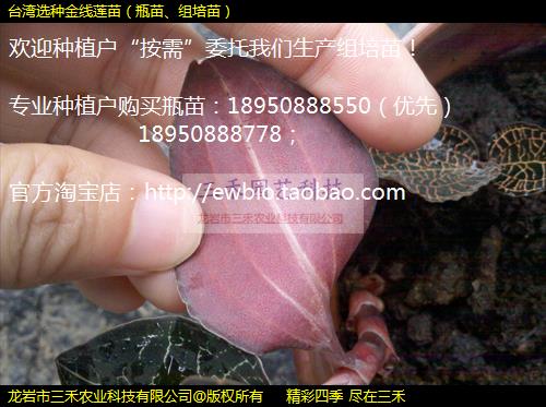 ̨ѡֽ磨ƿ硢磩