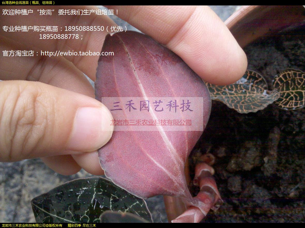 ̨ѡֽ磨ƿ硢磩