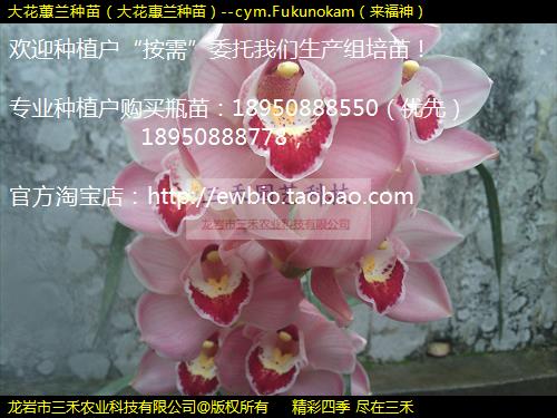 ޥ磨󻨻磩--cym.Fukunokam