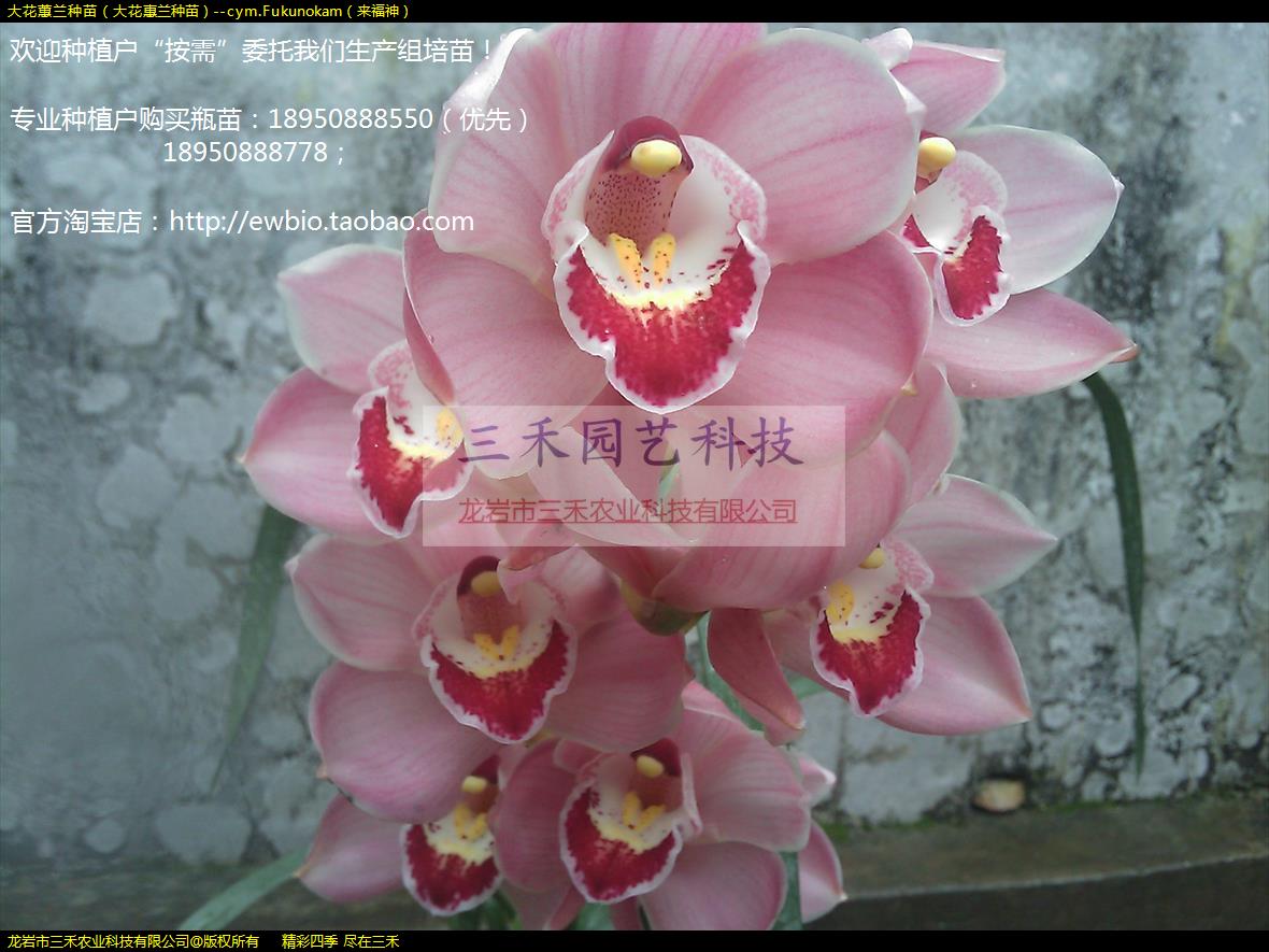 ޥ磨󻨻磩--cym.Fukunokam