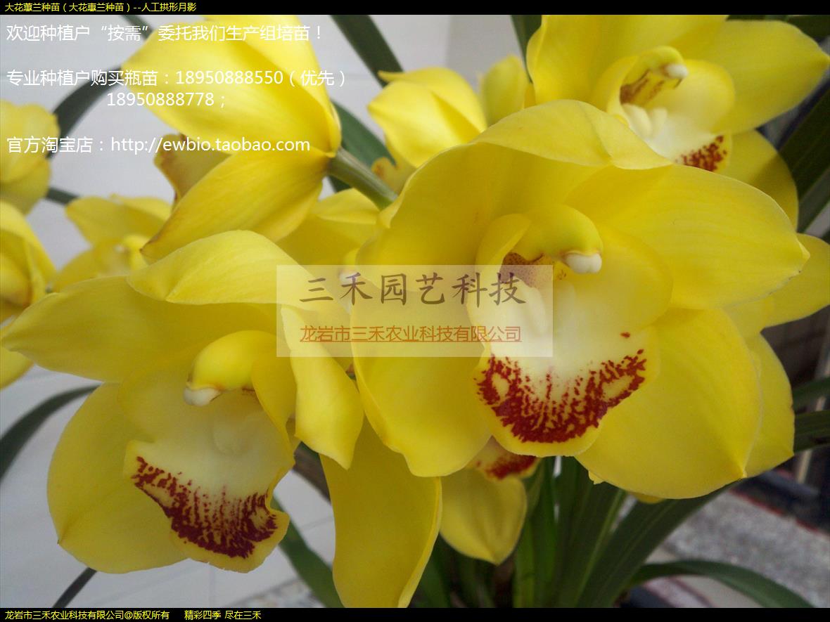 ޥ磨󻨻磩--˹Ӱ