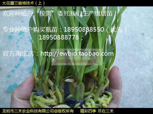 大花蕙兰栽培技术（上）