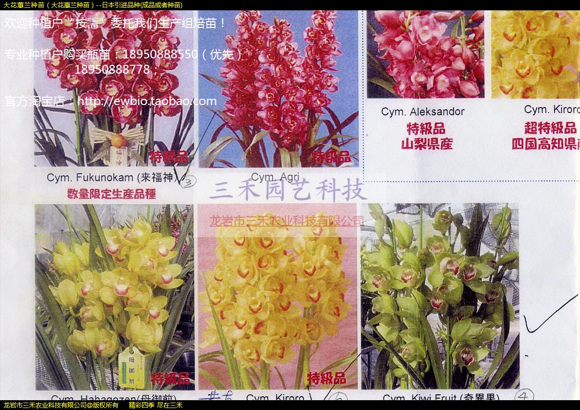 大花蕙兰种苗（大花惠兰种苗）--日本引进品种(成品或者种苗)