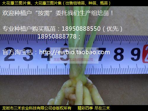 ޥͼƬ󻨻ͼƬ硢硢ƿ磩