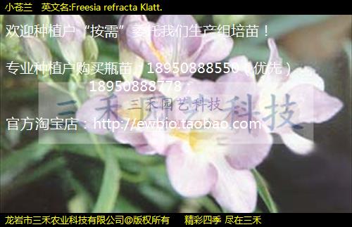 С  Ӣ:Freesia refracta Klatt.