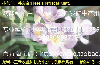 С  Ӣ:Freesia refracta Klatt.