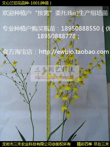 лƷ-1001(磩