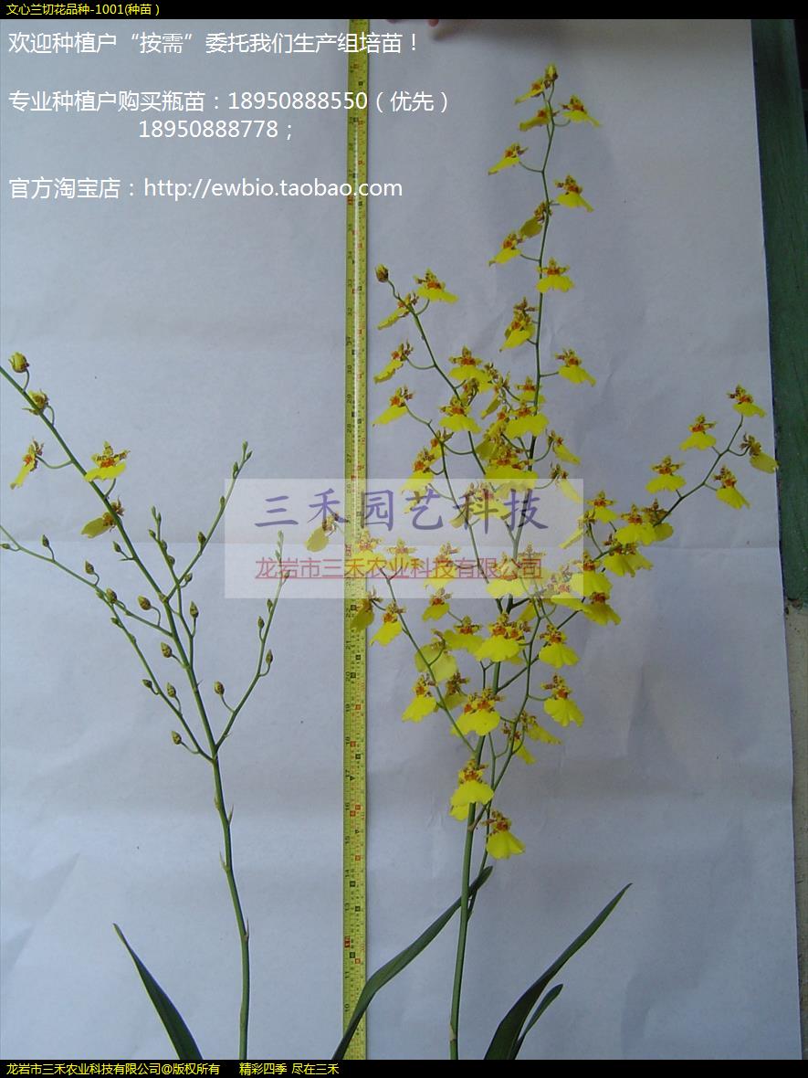 лƷ-1001(磩