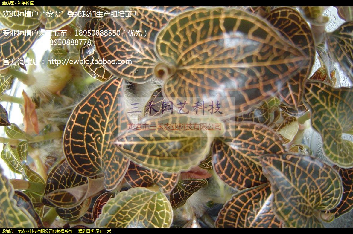 金线莲 - 科学价值
