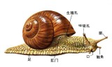 Ƥʯĳ--ţݺķ