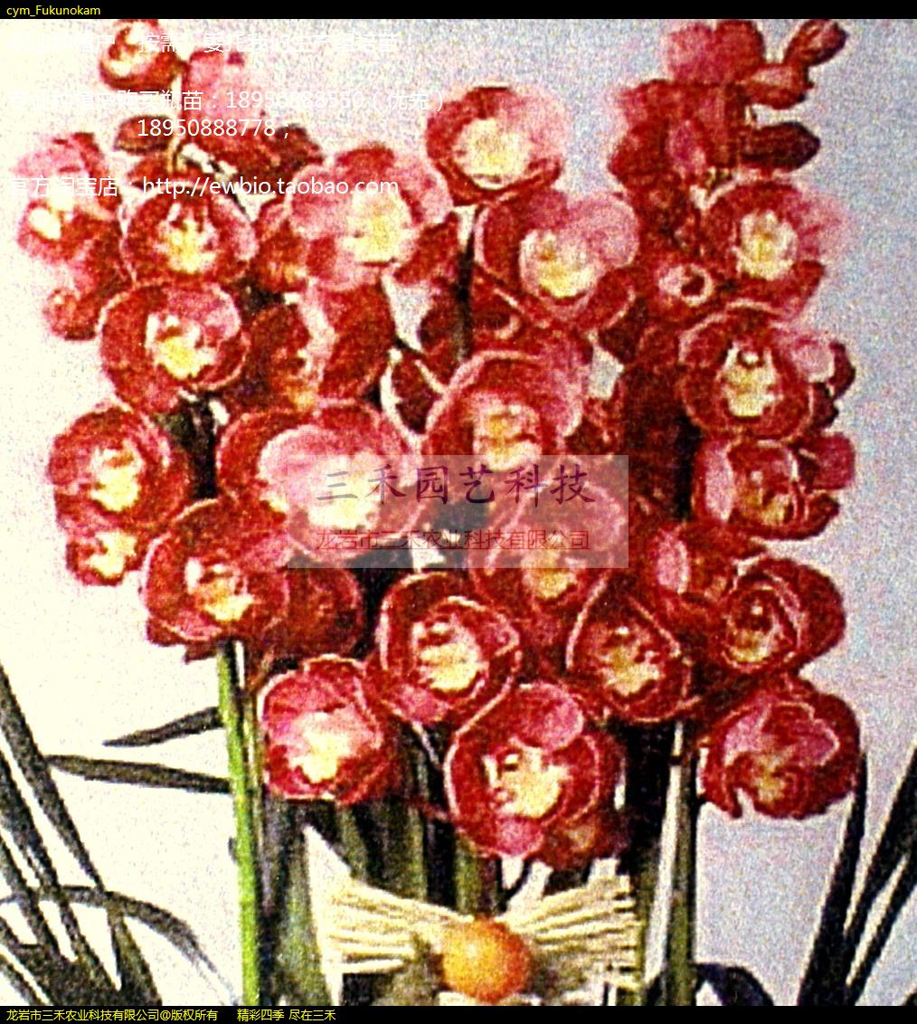 cym_Fukunokam