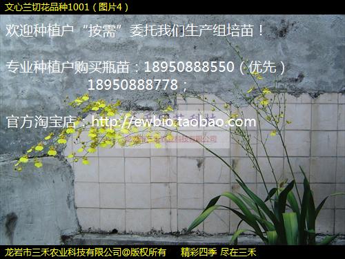 лƷ1001ͼƬ4