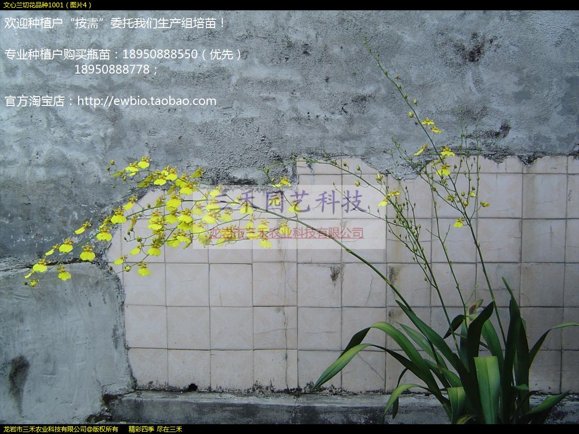 文心兰切花品种1001（图片4）