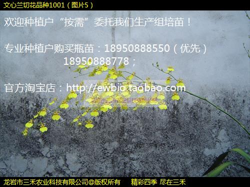лƷ1001ͼƬ5
