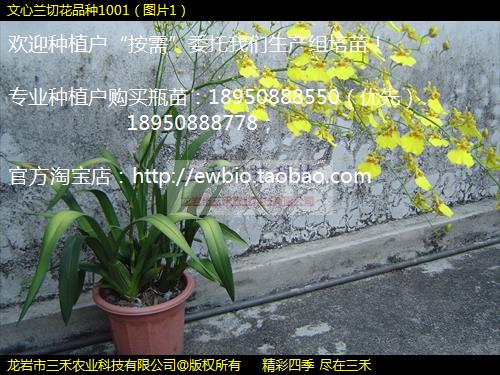 лƷ1001ͼƬ1