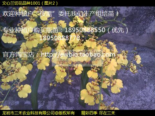 лƷ1001ͼƬ2