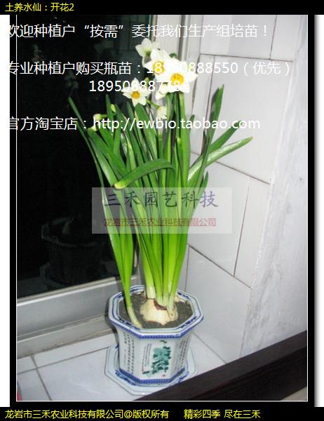 土养水仙：开花2