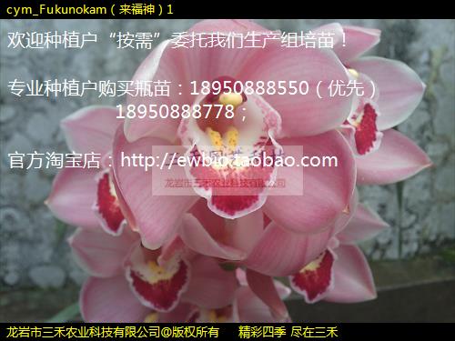 cym_Fukunokam1