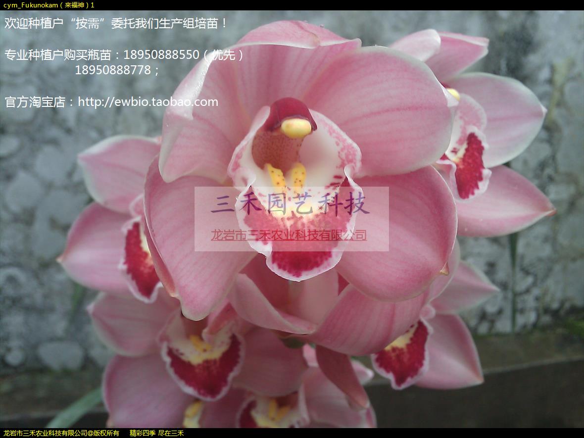 cym_Fukunokam1