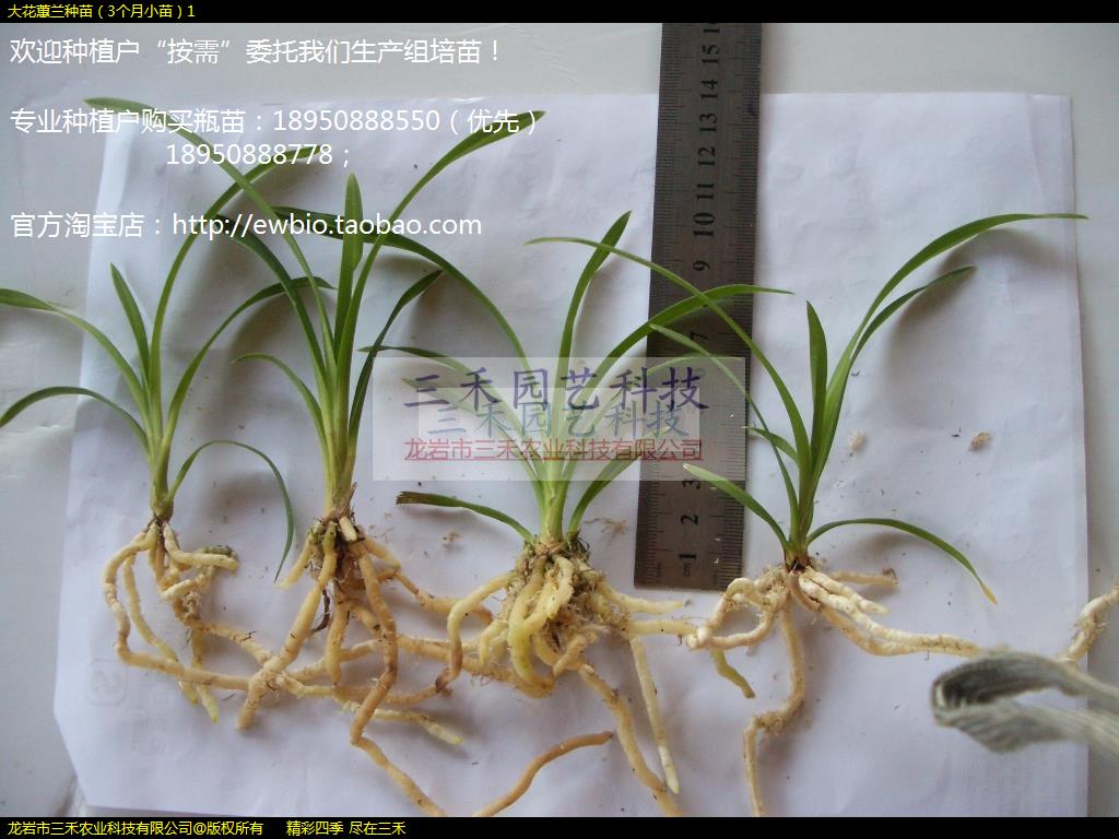 大花蕙兰种苗（3个月小苗）1