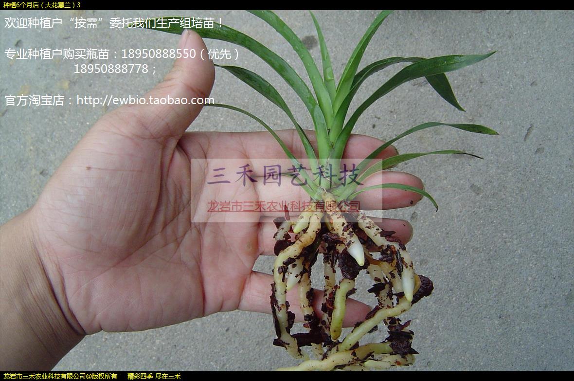 种植6个月后（大花蕙兰）3