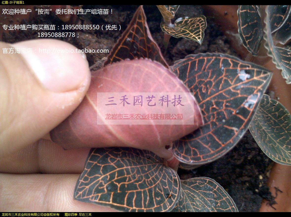 红霞-叶子背面1