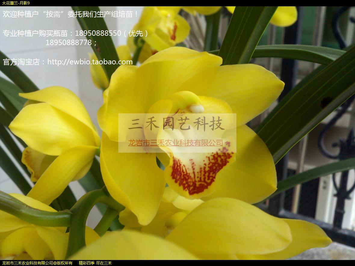 ޥ-Ӱ9