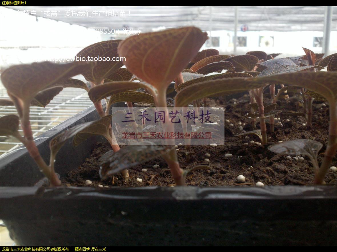 红霞种植图片1