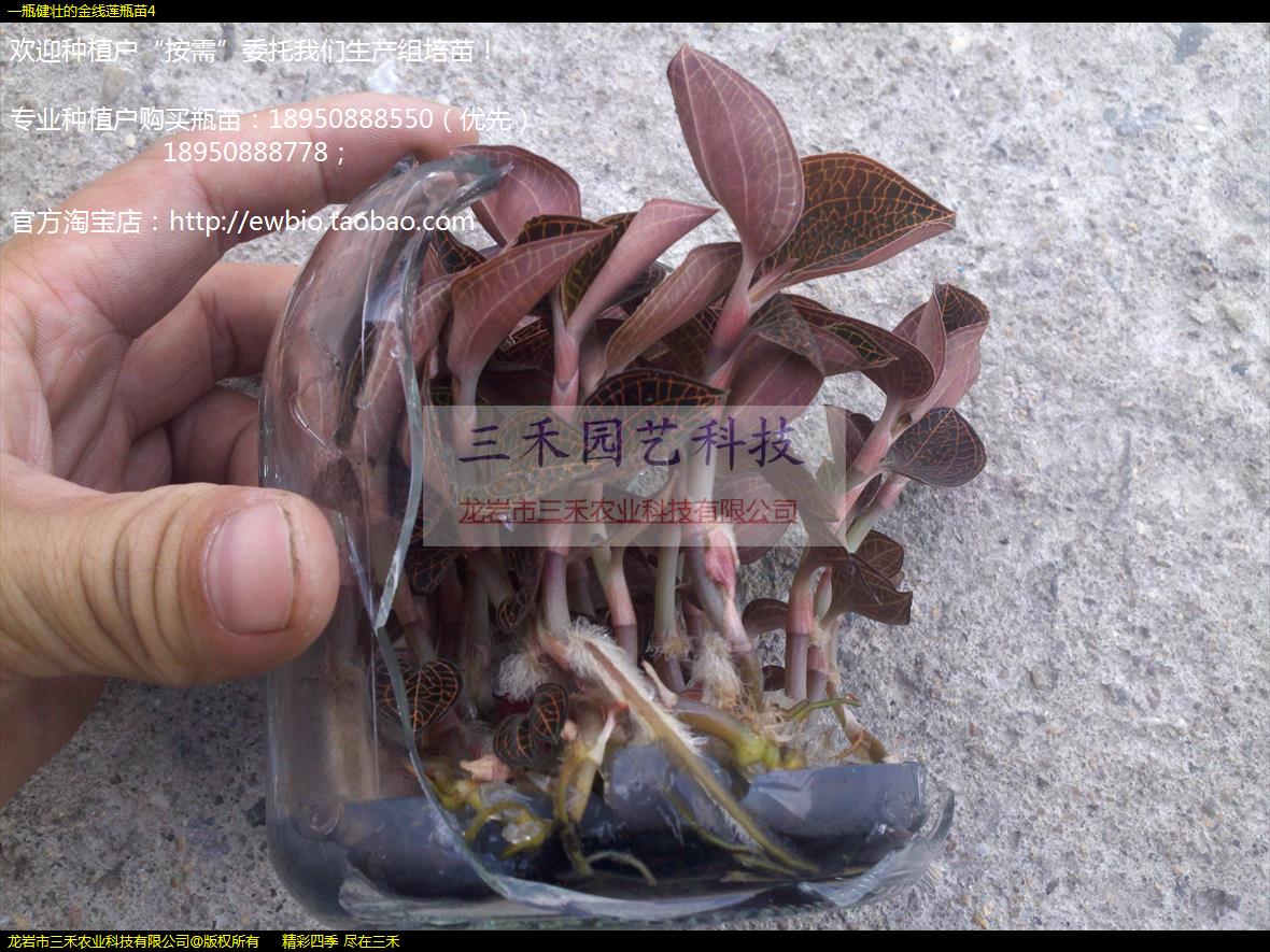 һƿ��׳�Ľ�����ƿ��4