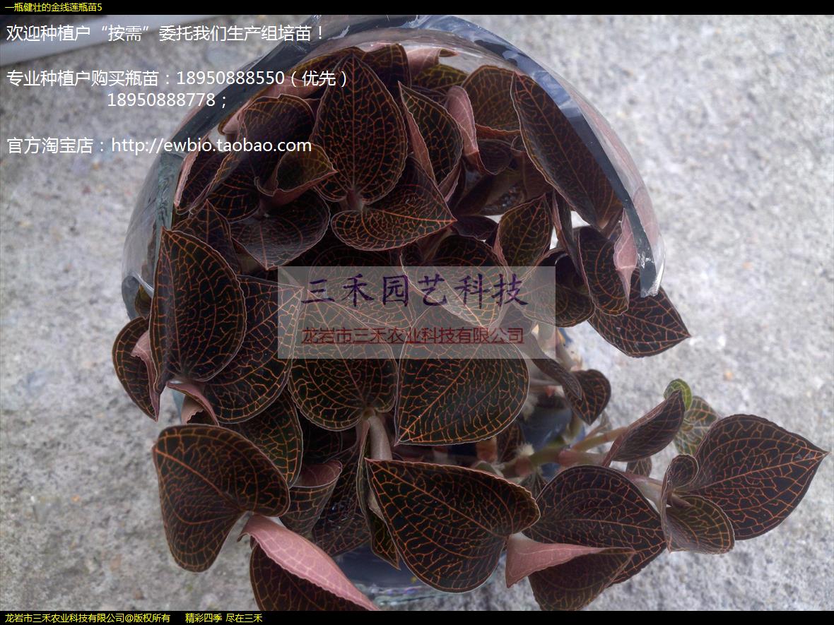 һƿ��׳�Ľ�����ƿ��5